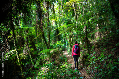 hiker girl with a backpack walking through a dense gondwana rainforest in lamington national park, queensland, australia; hiking in green mountains, toolona circuit, forest with unique ancient plants photo