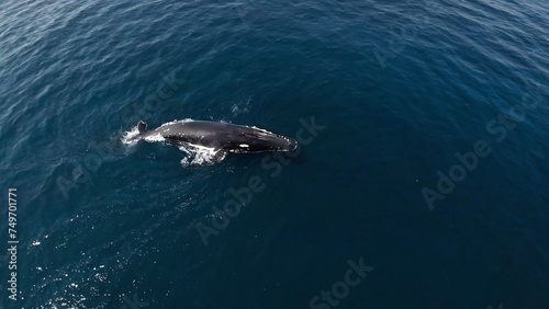 Whale watching from a drone shot.