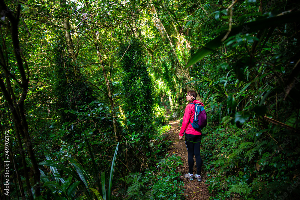 hiker girl with a backpack walking through a dense gondwana rainforest in lamington national park, queensland, australia; hiking in green mountains, toolona circuit, forest with unique ancient plants