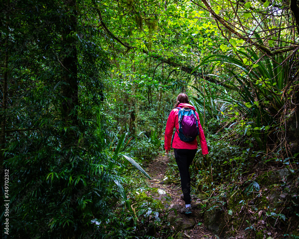 hiker girl with a backpack walking through a dense gondwana rainforest in lamington national park, queensland, australia; hiking in green mountains, toolona circuit, forest with unique ancient plants hiker girl with a backpack walking through a dense gondwana rainforest in lamington national park, queensland, australia; hiking in green mountains, toolona circuit, forest with unique ancient plants