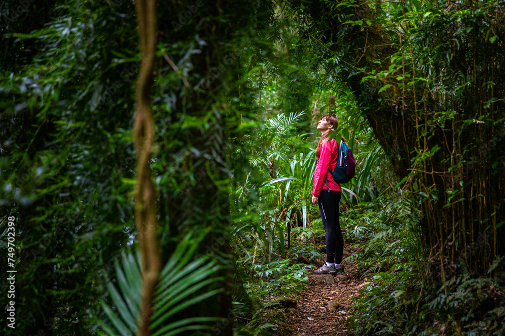 hiker girl with a backpack walking through a dense gondwana rainforest in lamington national park, queensland, australia; hiking in green mountains, toolona circuit, forest with unique ancient plants hiker girl with a backpack walking through a dense gondwana rainforest in lamington national park, queensland, australia; hiking in green mountains, toolona circuit, forest with unique ancient plants