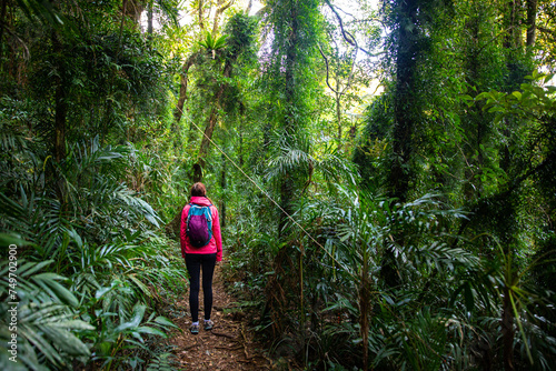hiker girl with a backpack walking through a dense gondwana rainforest in lamington national park, queensland, australia; hiking in green mountains, toolona circuit, forest with unique ancient plants photo