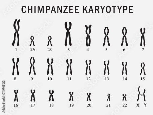 Chimpanzee karyotypes isolated on background. 