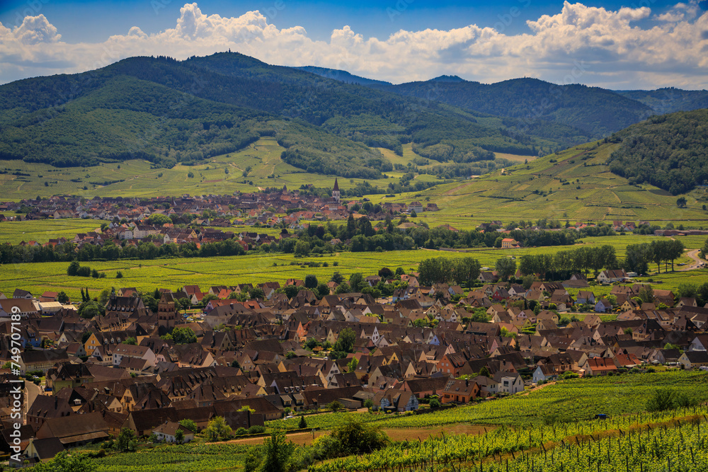 Grapevines in a vineyard and a valley village in the background in a popular village on the Alsatian Wine Route in Sigolsheim, France