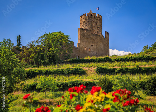 View onto the medieval Castle of Kaysersberg with grapevines and flowers in foreground, Kaysersberg Vignoble, France, village on Alsatian Wine Route