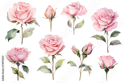 A collection of watercolor roses flowers isolated on transparent background. © Media Srock
