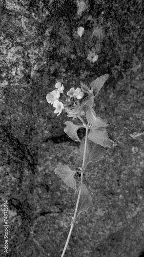 Black and White Flower Against a Rock