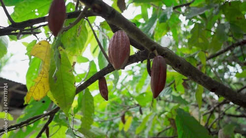 A young cocoa fruit attached to the cacao tree