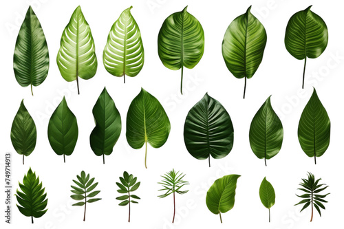 Collection of tropical leaves isolated on transparent background.