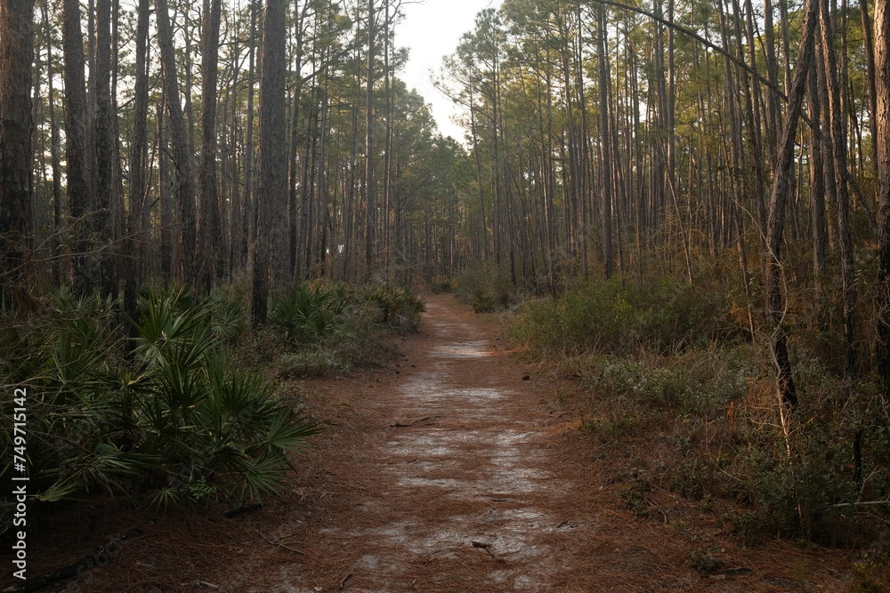 Fototapeta premium path in the woods