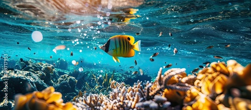 A bright yellow fish gracefully moves through a vibrant coral reef in the deep sea. The colorful fish contrasts against the coral, showcasing the diversity of marine life.