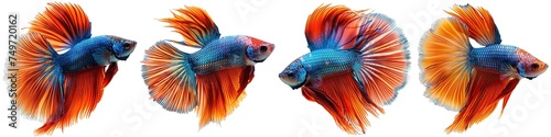 Siamese fighting fish isolated on transparent background