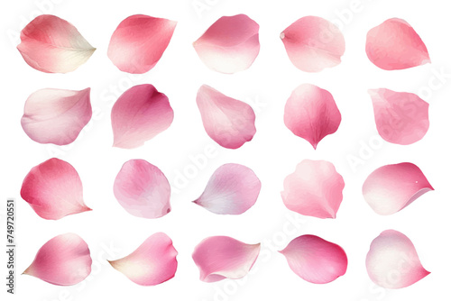 Watercolor illustration material set of pink rose petals