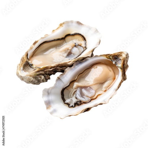 Oyster Isolated on transparent background