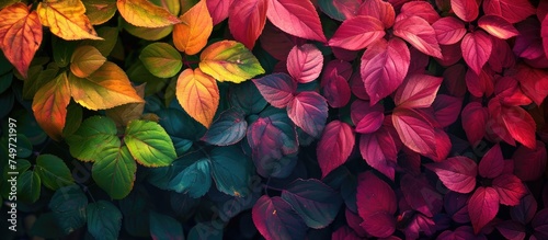 A bunch of vibrant and colorful leaves tightly packed together, creating a striking display on a wall. The leaves create a textured and captivating background in a serene park setting.