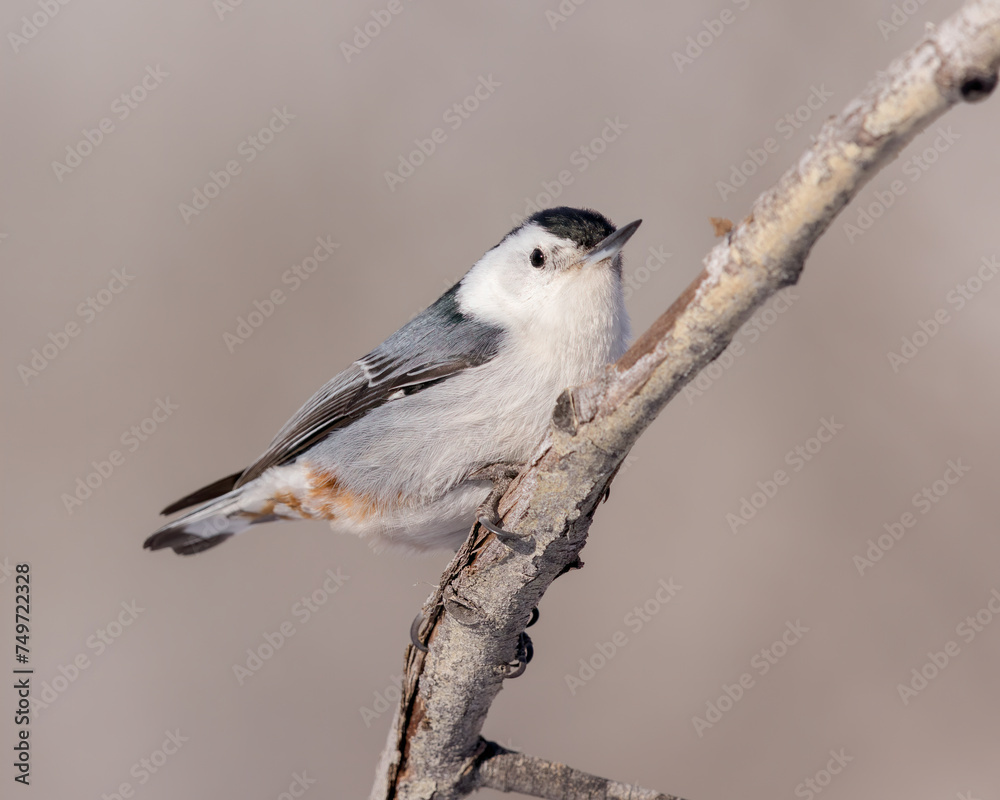 Obraz premium A White-breasted nuthatch briefly perches