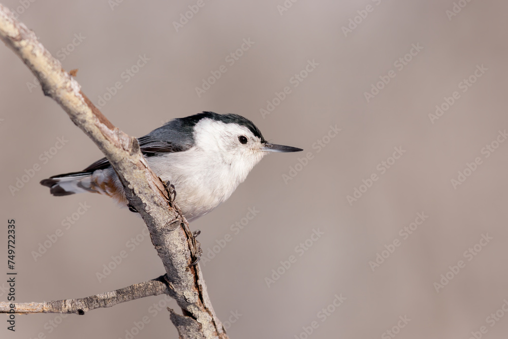 A White-breasted nuthatch briefly perches A White-breasted nuthatch briefly perches