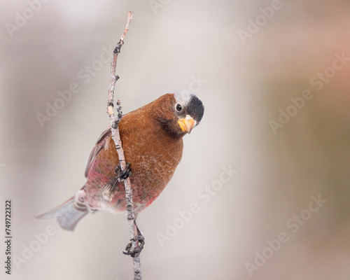 A Gray-crowned Rosy-finch grips tightly to a branch.