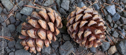 Two pine cones are positioned on top of a rocky surface, surrounded by small gravel pieces. The cones appear intact, with their distinctive scales and size visible against the rugged terrain.