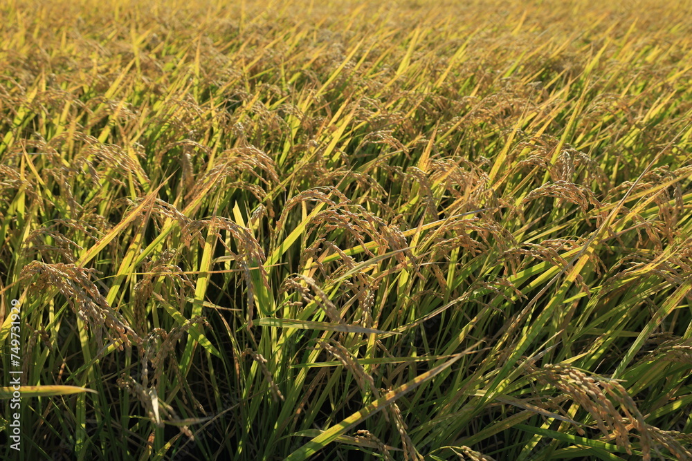 Fototapeta premium 田んぼで収穫を待つ稲穂の風景