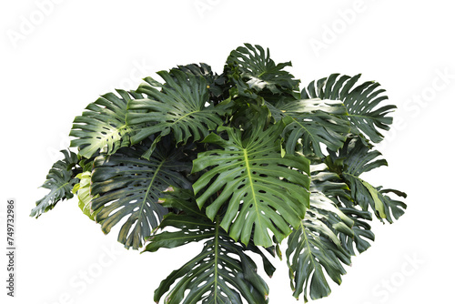 Monstera leaves isolated on transparency background