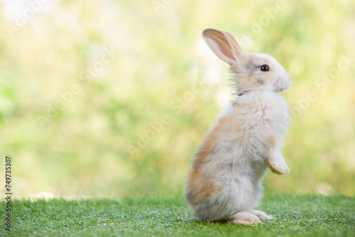 Fototapeta Naklejka Na Ścianę i Meble -  cute rabbit standing and looking on a green grass in summer day
