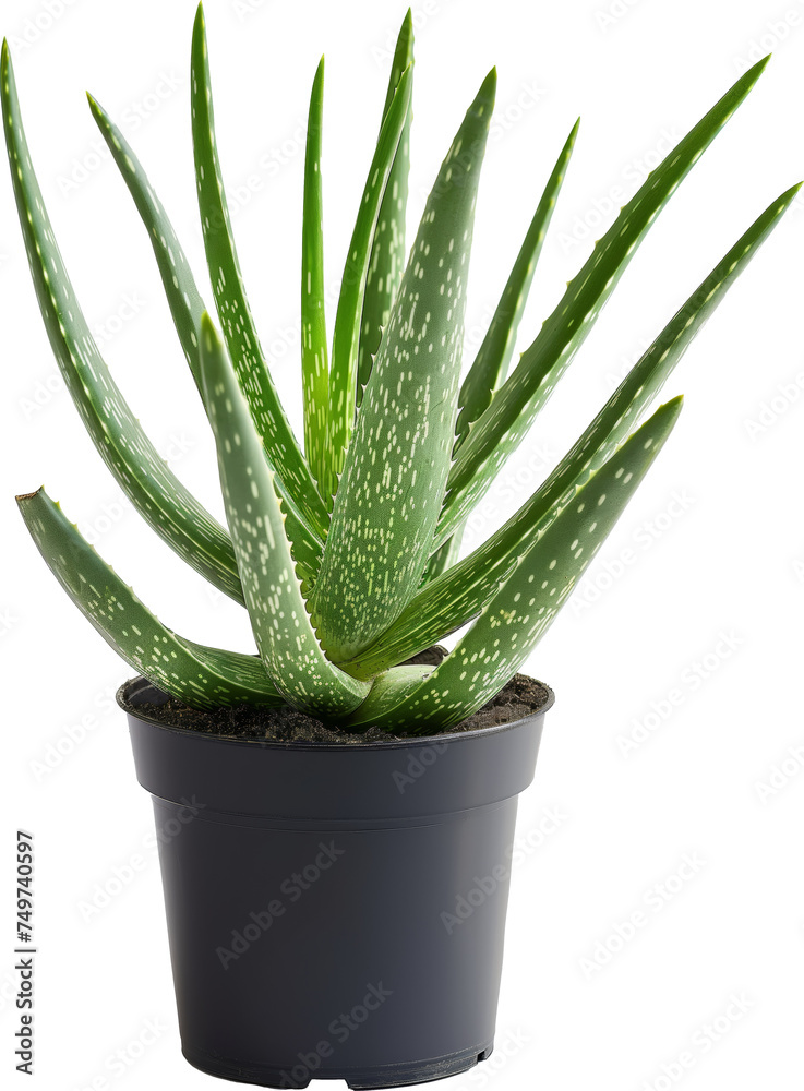 Aloe vera plant in pot isolated. Aloe vera plant in pot isolated.