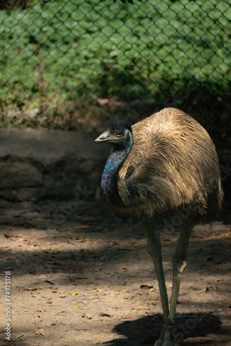 grey crowned crane