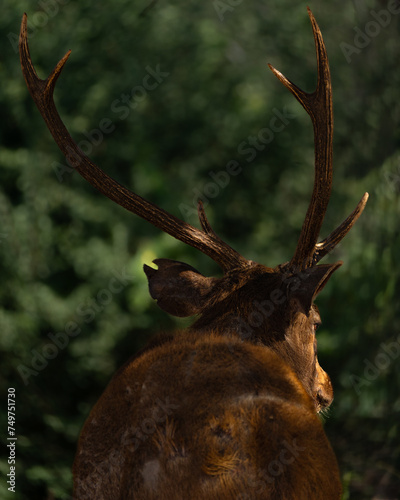 Deer with its antlers