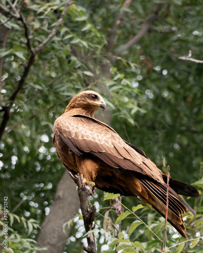 Black kite