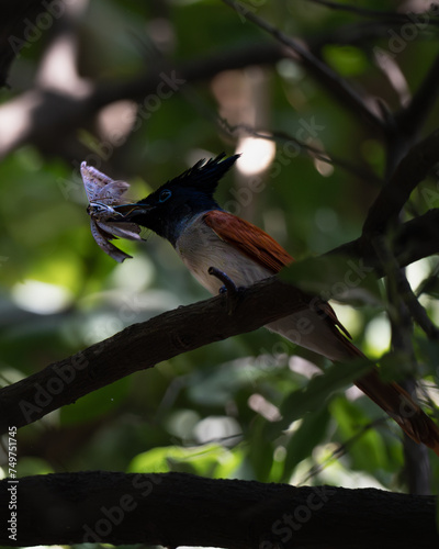 Bird with its snack