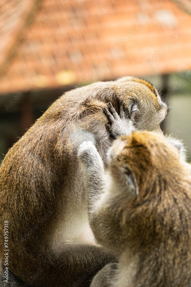 Obraz premium monkeys looking for fleas, macaques, care