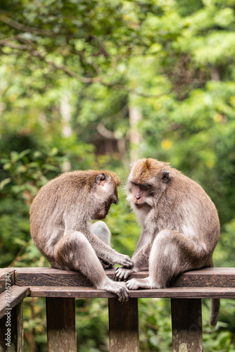 procrastination, laziness, the monkey is tired, bored and yawning