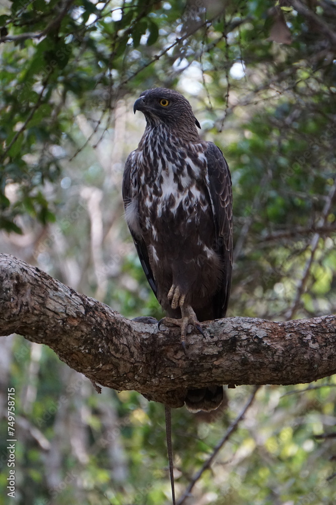 bird of prey bird of prey