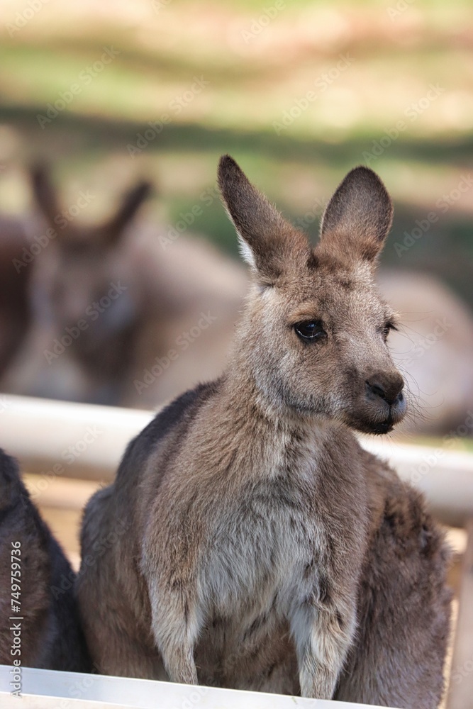 Fototapeta premium Hobart, Australia