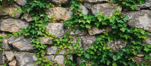 A stone wall covered in lush green leaves, with ivy intertwining around the ancient structure. The vibrant foliage provides a natural backdrop that enhances the weathered beauty of the wall.