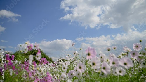 秋の青空とコスモスの花