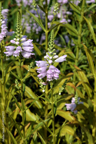 Physostegia virginiana, also known as the obedient plant, obedience or false dragonhead
