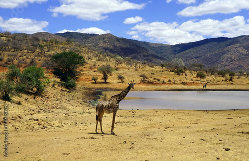 Lone giraffe near a watering hole in the savannah during dry season with low hills in the background