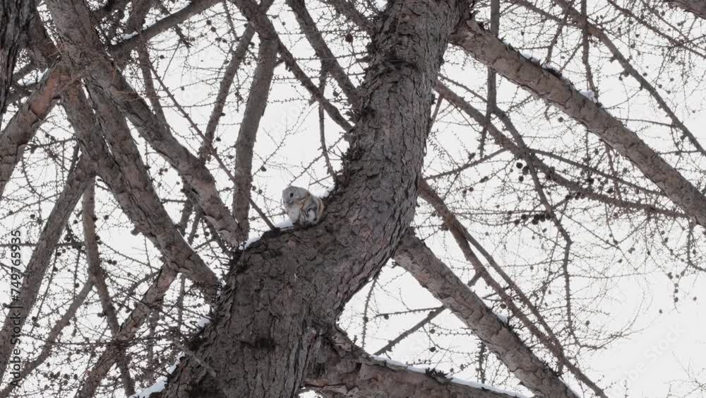 A flying squirrel sits on a tree and nibbles on a twig. A flying squirrel sits on a tree and nibbles on a twig.