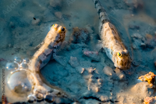 Mudskipper fish found in South Aligator River