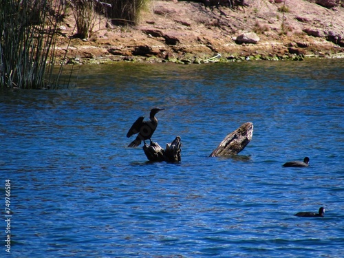 Birds at Cove along the Salt River, Butcher Jones Recreation Area, Arizona