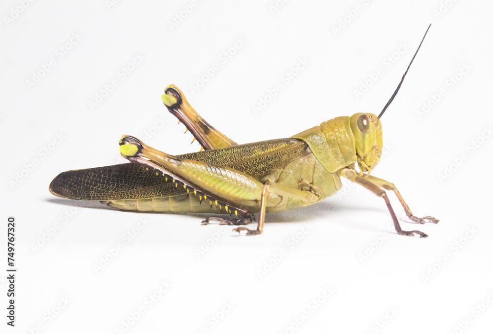 grasshopper on a white background grasshopper on a white background