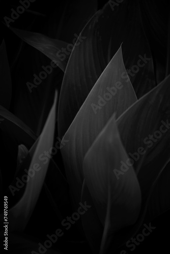重なる葉の美しいフォルム　白黒写真 © overhead