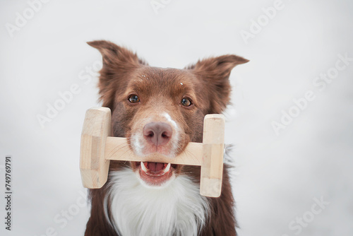 Border collie obedience