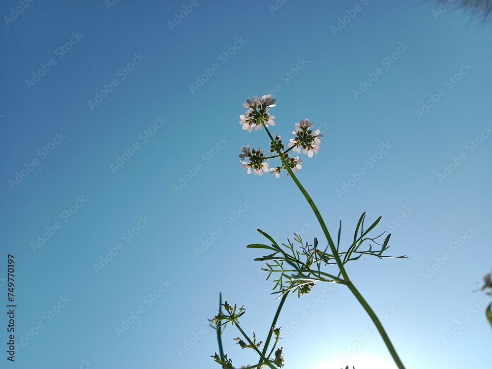 Flower of the coriandrum sativum l in garden or flower of the cilantro or Chinese parsley flower Flower of the coriandrum sativum l in garden or flower of the cilantro or Chinese parsley flower