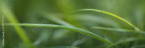 Macro Elegance: Intricate Texture of Grass Blades. 3:1 Banners and Nature-themed Backgrounds, Perfect for Macro Photography Enthusiasts