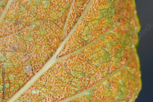 Johannisbeerrost,  Säulenrost,  Cronartium ribicola an einem Johannisbeerblatt photo