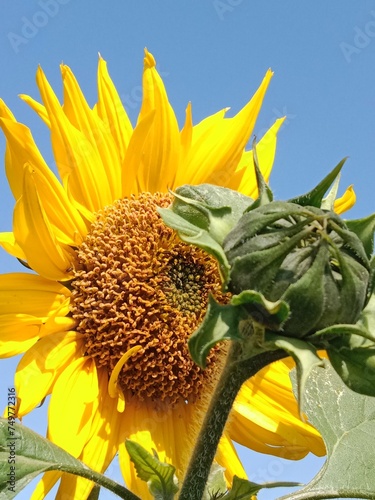 before seed flower of the Helianthus annuus or sunflower or surajmukhi with yellow petals	 photo