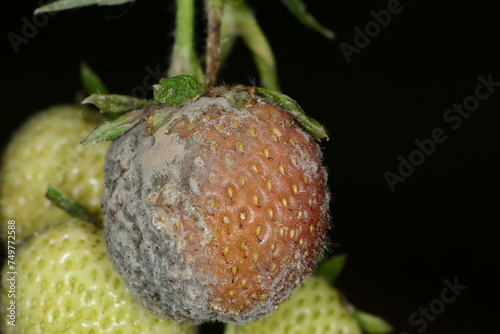 Obraz na płótnie Graufäule, Botrytis cinerea an Erdbeeren